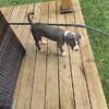 Puppies for sale