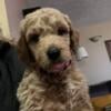 Golden doodle puppies and Aussie doodle puppies