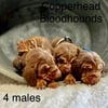 AKC Bloodhound Puppies