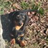 Black and tan male dachshund