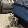 Silver Bengal Kitten
