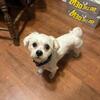 Stud Service Available – Handsome Male Maltipoo