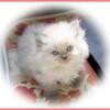 Xanadu''s Fall Kitten