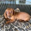 Miniature Dachshund puppies available