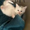 Turkish Van Kittens for sale