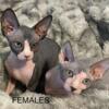 Beautiful sphynx kittens  TICA