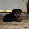 PURBRED YORKIE--- RORY