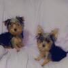 Yorkies Puppies for sale