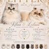 CFA Persian litter expected in August