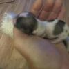 Shih tzu / Lapsa Apso / Maltese Puppies ready for their forever homes
