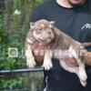 Chocolate Tri Female Bully 2,500