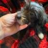 akc female hairy hairless chinese crested