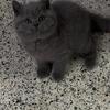 British Shorthair Blue Male