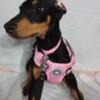 Doberman puppies for sale