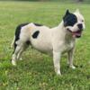 American bully pocket pups RUNTZ x TRINA