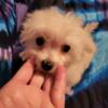 BEAUTIFUL FEMALE MALTIPOO SMALL