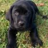 Price reduced Akc male English labrador