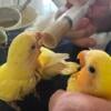 Hand Fed Baby Love Birds