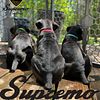 Cane Corso Puppies