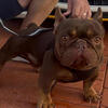 French bulldog stud service