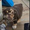 English Bulldog Puppies