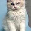 Ragdoll kitten - TICA registered with sweet and cuddly temperament