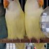 Peachface Lovebird Beauties