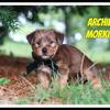 Archie Male Morkie