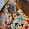 Frenchie Babys ckc Register 