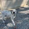 Handsome male dalmation looking for his furever home!