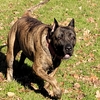 Presa canario Stud