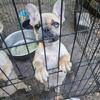 Female Frenchie 7 months old akc registered merle