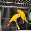 Suncheek high red conures