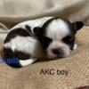 AKC Male SHIH TZU