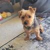 Yorkshire Terrier Intact Male
