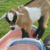 Friendly Mini baby Goat for sale