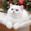 BLUE EYED BRITISH SHORTHAIR GIRL FOR PET OR BREEDING