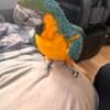 Beautiful Macaw for sale