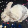 Adult male Lionlop bunny