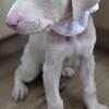 Major Male Doberman 