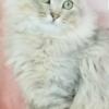 Beautiful Bimetallic Siberian looking for a special furever home