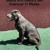 AKC Black And Charcoal Labrador Puppies
