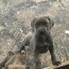 Cane corso pup