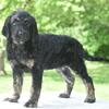 Bella phantom labradoodle 