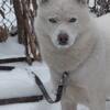 Beautiful all white blue eyed Siberian husky STUD service