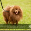 CKC REGISTERED CHOCOLATE MALE POMERANIAN