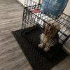 1 year old Tea Cup Yorkie