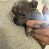 Frenchies Available