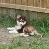 Pomsky puppies 