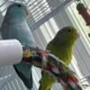 Selling breeding pairs of parrotlets they are all tamed and friendly